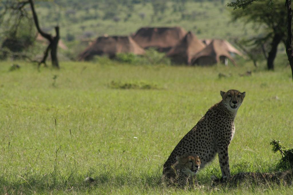 Amani Mara Camp Villa Maasai Mara Kültér fotó